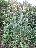 Blue Indian Grass / Sorghastrum nutans 